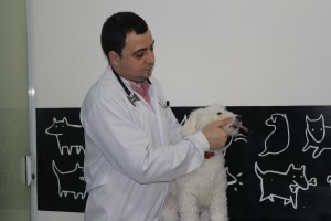 Como escovar os dentes do seu cão ou gato