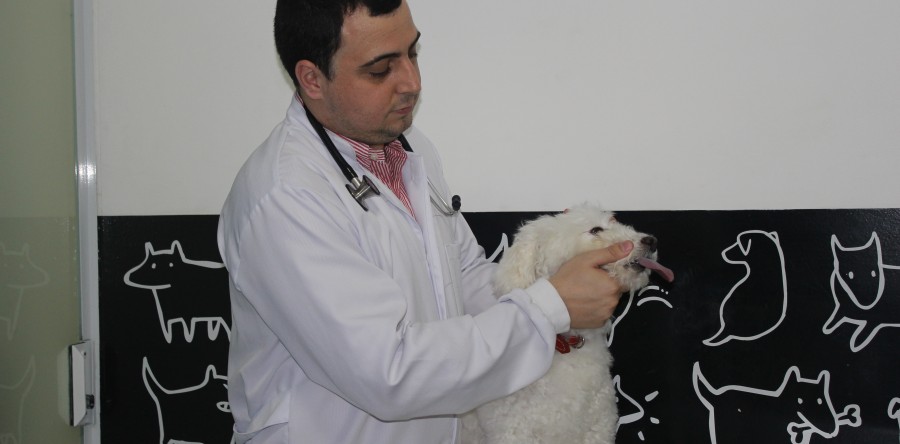 Passo a passo de como escovar os dentes de cães