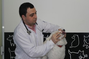 como escovar os dentes de cães