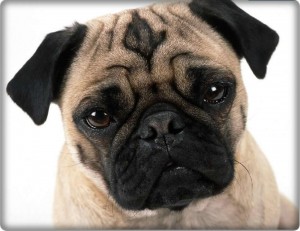 Palato Mole Alongado Palato Mole Alongado