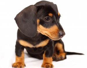 Doença Periodontal dachshund_Doença Periodontal