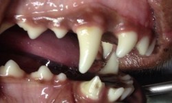 O que fazer quando cão quebra um dente ?