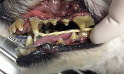 Como se forma o tártaro na boca de cães e gatos ?