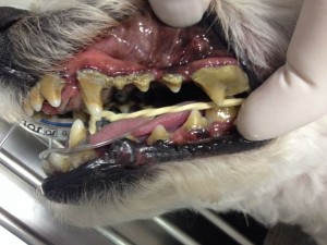 cão tem dentes escuros