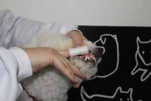 cao escovando dente