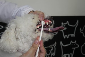 Cao escovando os dentes