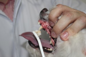 cachorro escovando o dente