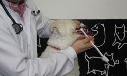 Como escovar os dentes do seu cão e gato (Semana 6)