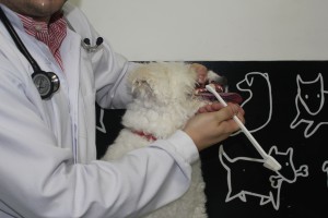 cao escovando dente