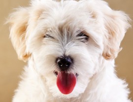 Quando é necessário extrair dentes de leite do seu cão ou gato?