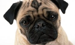 O que é a Síndrome Braquicefálica e o Palato Mole Alongado?