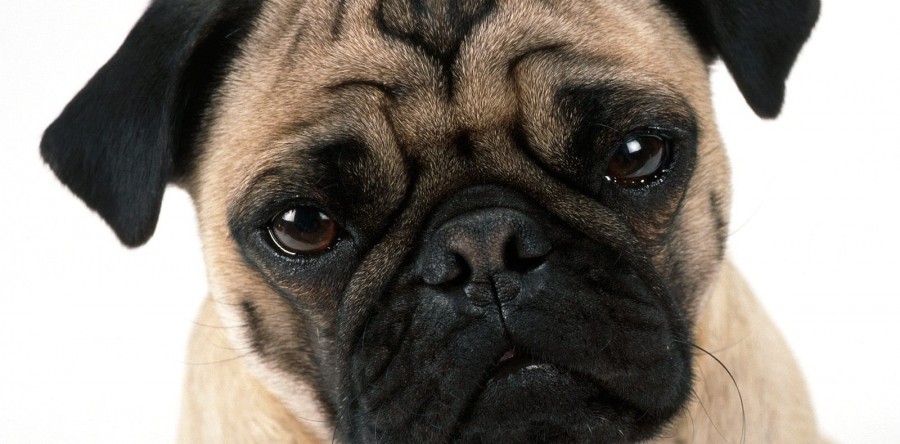 O que é a Síndrome Braquicefálica e o Palato Mole Alongado?