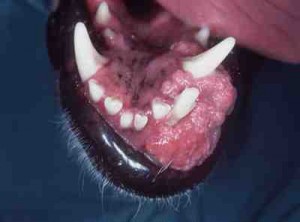 câncer de boca em cães