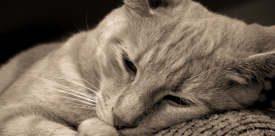 Conheça a lesão reabsortiva odontoclástica comum em felinos